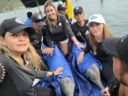 CORPAMAG y Acuario del Rodadero liberan dos delfines costeros
