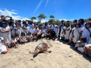 Tortuga Carey adulta fue liberada con transmisor satelital de última generación