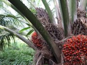 Producción de aceite de palma en lo corrido de 2022 continúa creciendo