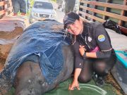 Equipo del CAV –Marino de CORPAMAG y Acuario del Rodadero rescatan Manatí Hembra