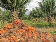 Producción de aceite de palma continúa creciendo frente al mismo periodo de 2021