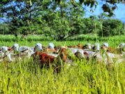 FEDEGÁN está derribando estigmas endilgados injustamente a la ganadería colombiana