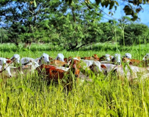 FEDEGÁN está derribando estigmas endilgados injustamente a la ganadería colombiana