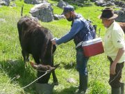 Vacunación contra aftosa y brucelosis se realizará entre el 8 de noviembre y el 22 de diciembre