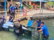 Magdalena, la manatí rescatada en la Ciénaga de Cicuco, falleció