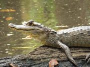 Aumento de lluvias en el Magdalena, ocasiona que babillas se desplacen a zonas residenciales