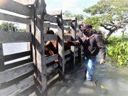 Arranca vacunación contra fiebre aftosa y brucelosis en Colombia