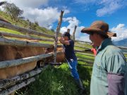 El ICA y FEDEGÁN-FNG han vacunado el 33 % del hato bovino y bufalino contra aftosa