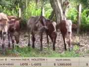 En su cumpleaños, TVGAN lanzó las subastas de ganado semipresenciales