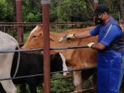 No obstante el invierno, en 8 días Colombia vacunó contra aftosa 2,3 millones de bovinos y bufalinos