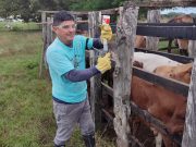 Van 5,6 millones de bovinos y bufalinos vacunados contra fiebre aftosa en el país