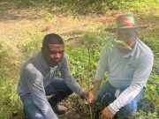 Zona Bananera /CORPAMAG acompaña a FEDEPALMA en jornada de siembra en el municipio
