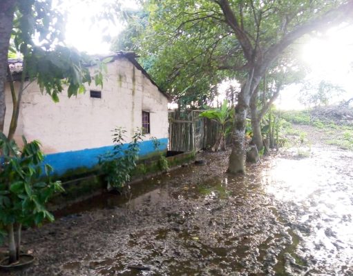 Salamina/ El agua se “tragó” la cosecha y el ganado en Guáimaro