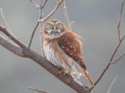 CORPAMAG invita a proteger los búhos y las lechuzas