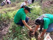 Fedepalma y Cenipalma iniciaron la reforestación para sembrar 11.600 árboles