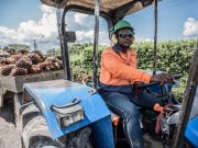 Producción de aceite de palma continúa con buen comportamiento en el 2022