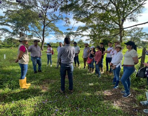 Ganadería baja en carbono, una alternativa sostenible para la Orinoquia