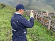 En 34 días se han inmunizado contra aftosa 18,5 millones de bovinos y bufalinos en Colombia