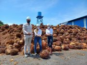 Oficializan Clúster de palma de aceite en Norte de Santander