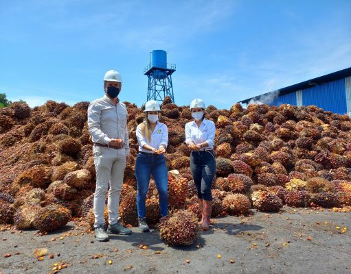 Oficializan Clúster de palma de aceite en Norte de Santander