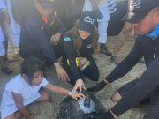 Liberan Tortuga Carey con transmisor GPS en Playa Lipe