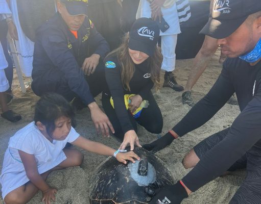 Liberan Tortuga Carey con transmisor GPS en Playa Lipe