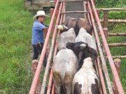 Colombia ha vacunado 14 millones de bovinos contra la fiebre aftosa