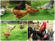 Se levantan cuarentenas sanitarias por influenza aviar de alta patogenicidad