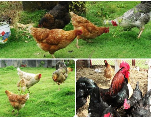 Se levantan cuarentenas sanitarias por influenza aviar de alta patogenicidad