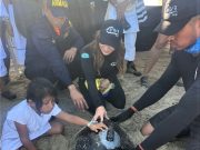 Tortuga ‘Carey’ liberada con transmisor hace travesía en cercanías de Providencia y Santa Catalina