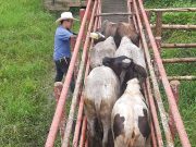 Durante 2do ciclo de 2022, Colombia vacunó contra aftosa el 98,9 % del hato bovino y bufalino