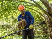 Afectaciones a la actividad palmera por el bloqueo de diferentes vías de Santander