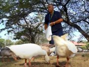 Los gansos tienen su guardián en UNIMAGDALENA