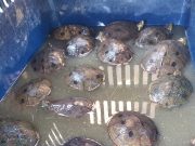 En Cuaresma CORPAMAG y Policía intensifican la vigilancia de cacería de animales silvestres