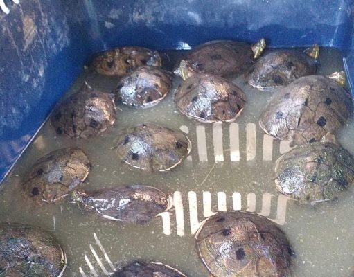 En Cuaresma CORPAMAG y Policía intensifican la vigilancia de cacería de animales silvestres