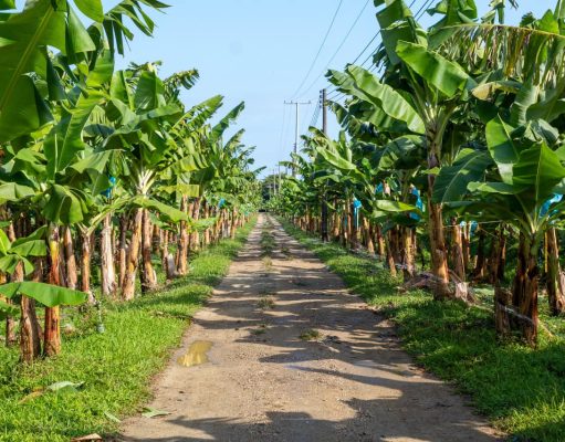 DAABON recibió financiación sostenible de $159.000 millones del BBVA