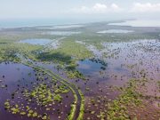 Más de 7 mil hectáreas de bosque Manglar ha recuperado CORPAMAG en los últimos 4 años
