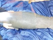 El Banco/ Bebé manatí es rescatado por pescadores y trasladado a CORPAMAG