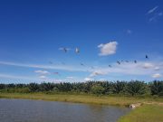 Abiertas postulaciones para el Reconocimiento a la Sostenibilidad Palmera