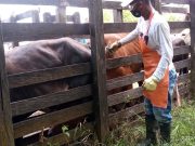 Culminó ciclo adicional contra aftosa en frontera con Venezuela