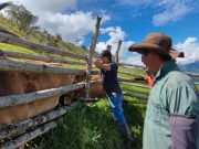 670.000 animales vacunados contra la aftosa en frontera con Venezuela