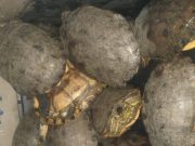 San Zenón y Zona Bananera /Policía y CORPAMAG rescatan hicoteas y aves silvestres