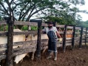 Faltan 700.000 animales por reforzar contra afosa en frontera con Venezuela