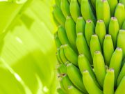 Corteva fortalecerá el control de la sigatoka negra en el banano
