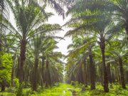 Palma del Grupo Daabon, 1ª plantación latinoamericana en obtener el nivel oro Regenerative Organic Certified®