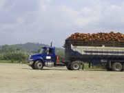 Preocupación de Fedepalma ante inseguridad en zonas palmeras