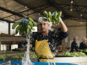 ASBAMA realiza 1er Congreso Bananero del Caribe