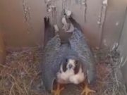 CORPAMAG promueve el respeto a las aves migratorias