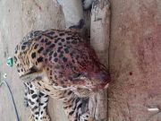 CORPAMAG rechazó asesinato de Jaguar
