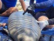 Manatí juvenil fue encontrado en Playa Los Ciruelos